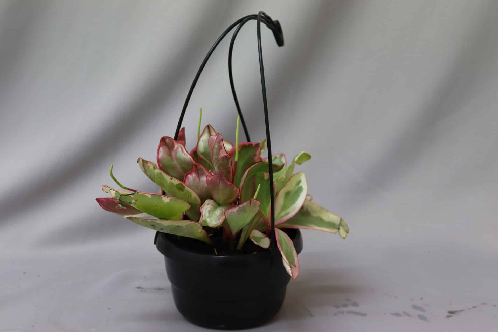Small black hanging bowl with Peperomia Julii plant. The plant has green and white leaves with red tips.