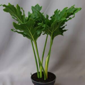 PHILODENDRON SELLOUM 14CM