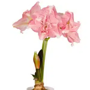 BULB PACK AMARYLLIS ROZETTA PINK