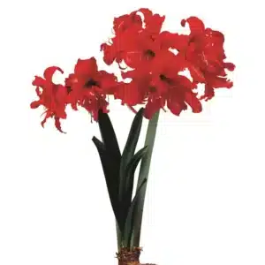 BULB PACK AMARYLLIS SONATA DOUBLE FANFARE