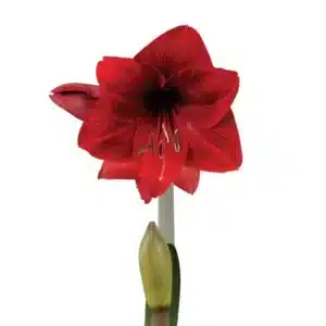 BULB PACK AMARYLLIS SONATA SINGLE DYNAMITE