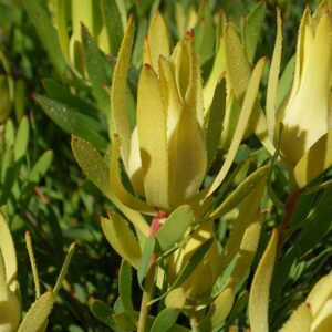 LEUCADENDRON YELLOW DEVIL