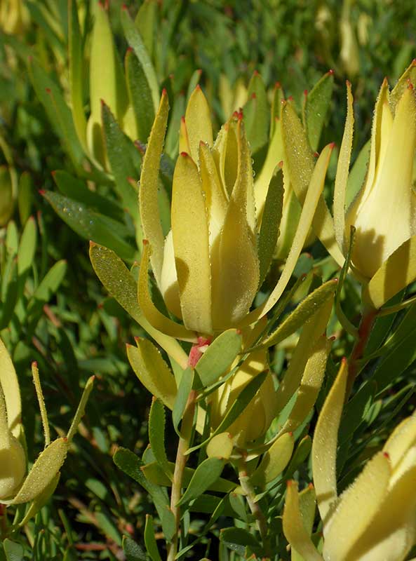 Leucadendron Yellow Devil plants in a garden. The leaves are golden yellow with tiny red tips.