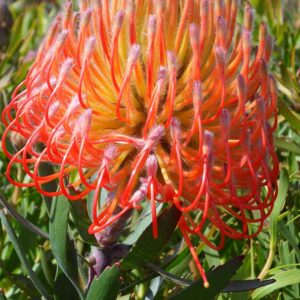 LEUCOSPERMUM SO EXQUISITE 15cm