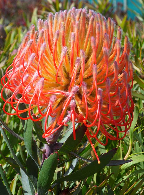 Closeup of Leucospermum So Exquisite protea with its bright orange pincushion flowers.