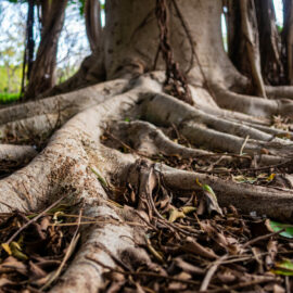 Understand your tree’s root system