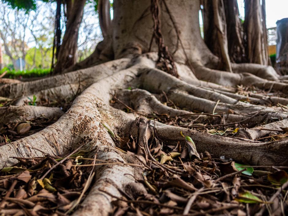 Low-angle shot of large, sprawling tree roots on the ground, covered with scattered leaves, with trees and greenery in the background.