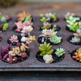 Embrace sustainability and vibrant style