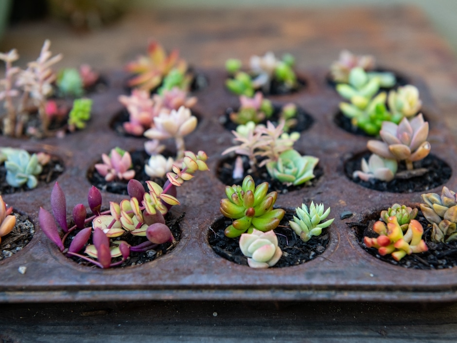 Muffin tray full of small succulent plants planted in dark soil.