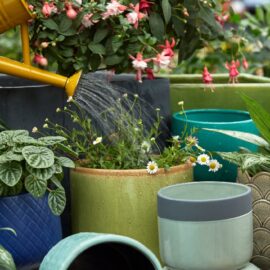 How to choose containers for your garden