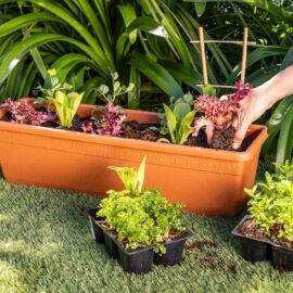 How to grow veggies and herbs in containers