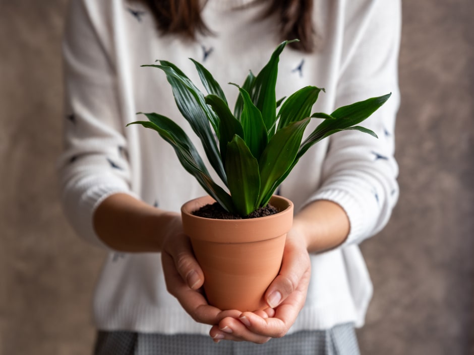A close-up of a person's hands holding a terracotta pot containing a small green houseplant.