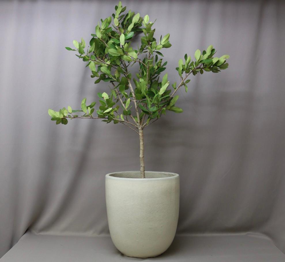 A Waterberry tree with green leaves in a large white pot