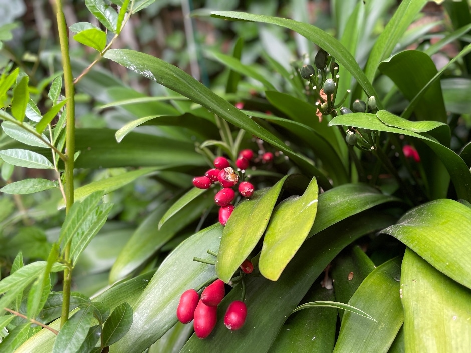 Bright red berries and white flowers on a green Ardisia crenata plant.