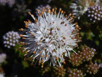 A close-up shot of a flowering lemon buchu (Agathosma Ciliaris).