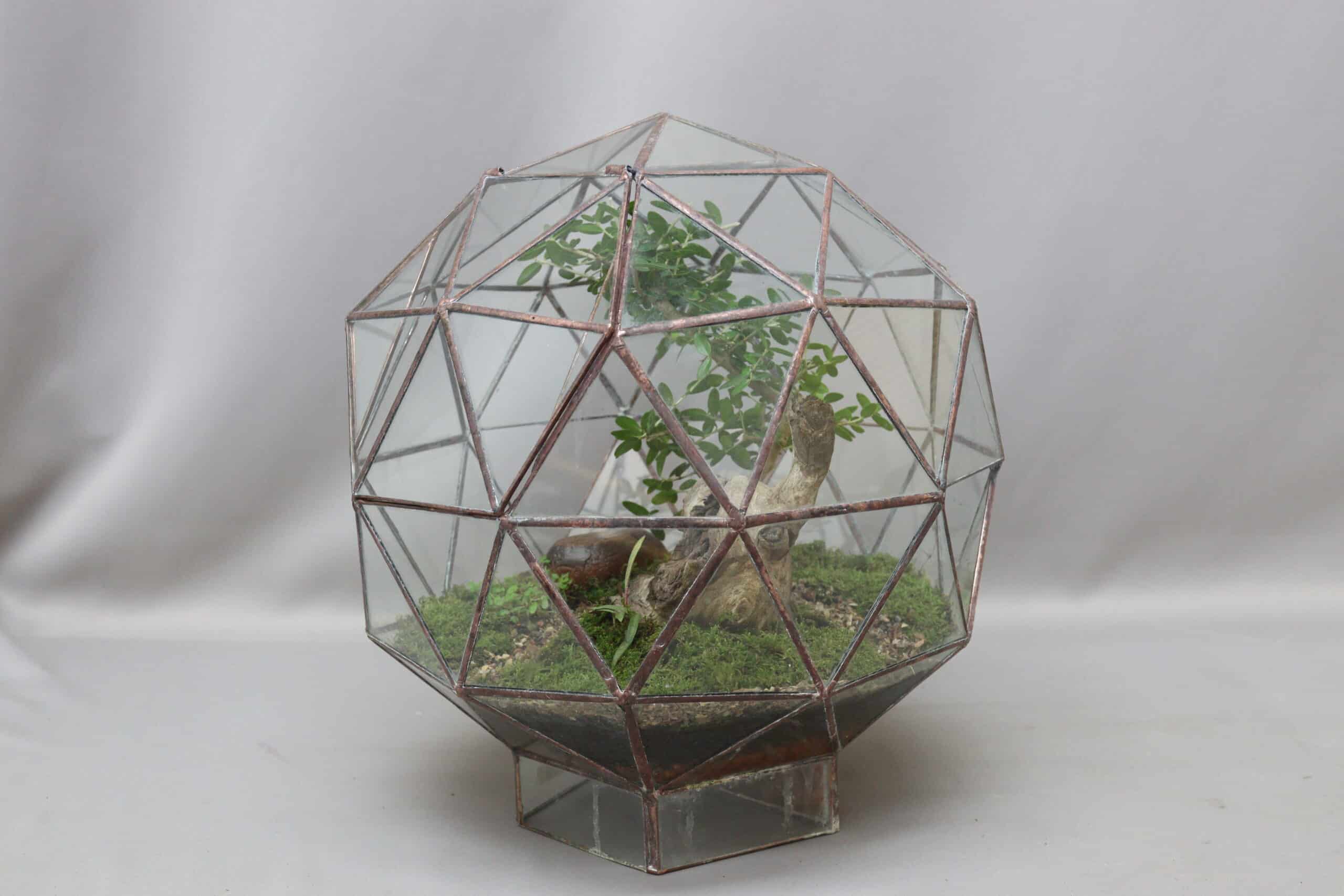 A geometric glass terrarium planter with a bonsai inside, against a plain grey background.