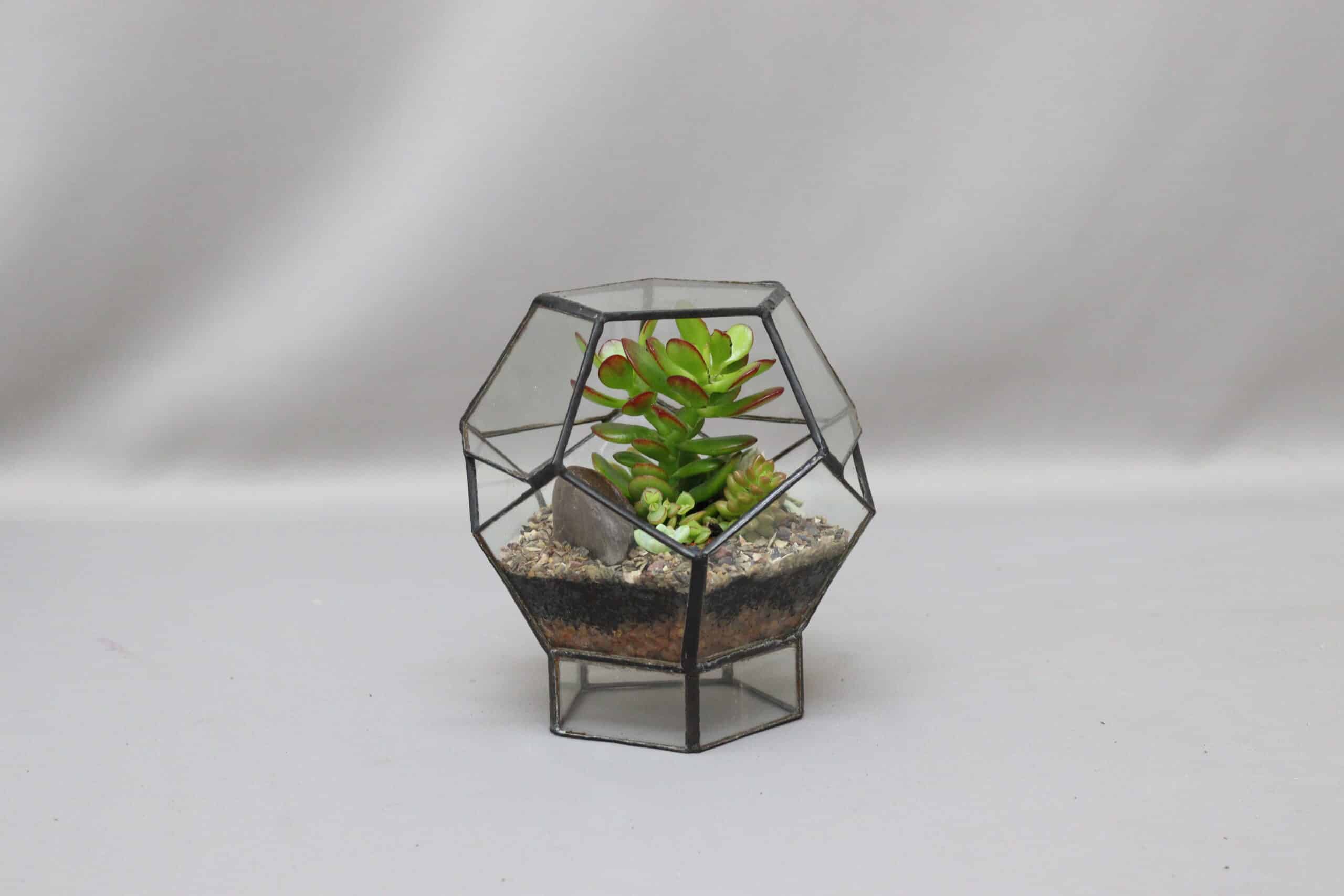 A small geometric-inspired glass terrarium planter with an assortment of succulents inside, against a plain grey background.