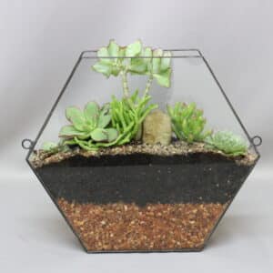 TERRARIUM WALLSCAPE HEXAGON MEDIUM