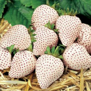 Pineberry (White Strawberry)
