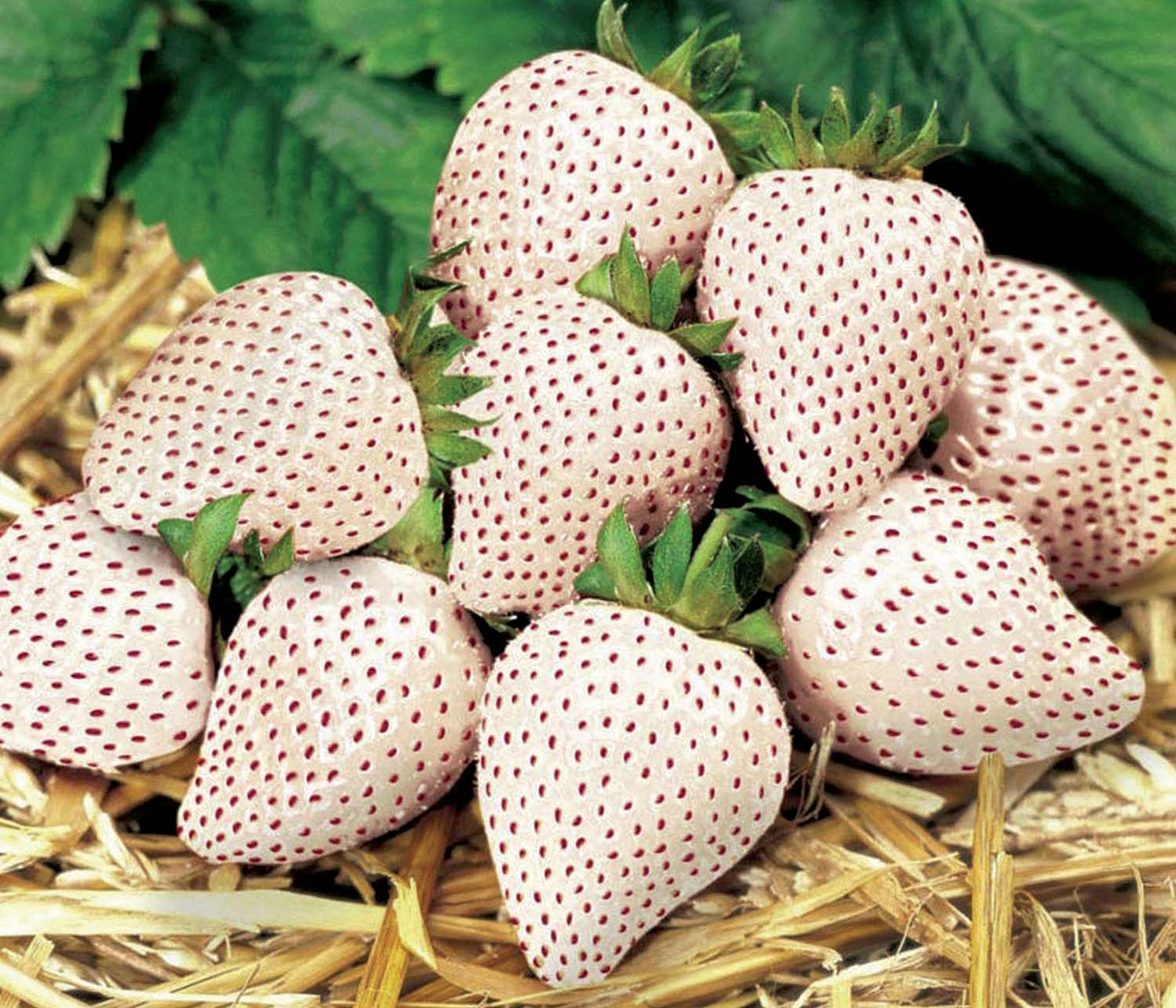 Several white strawberries or Pineberries with red seeds and green stems lying on straw.