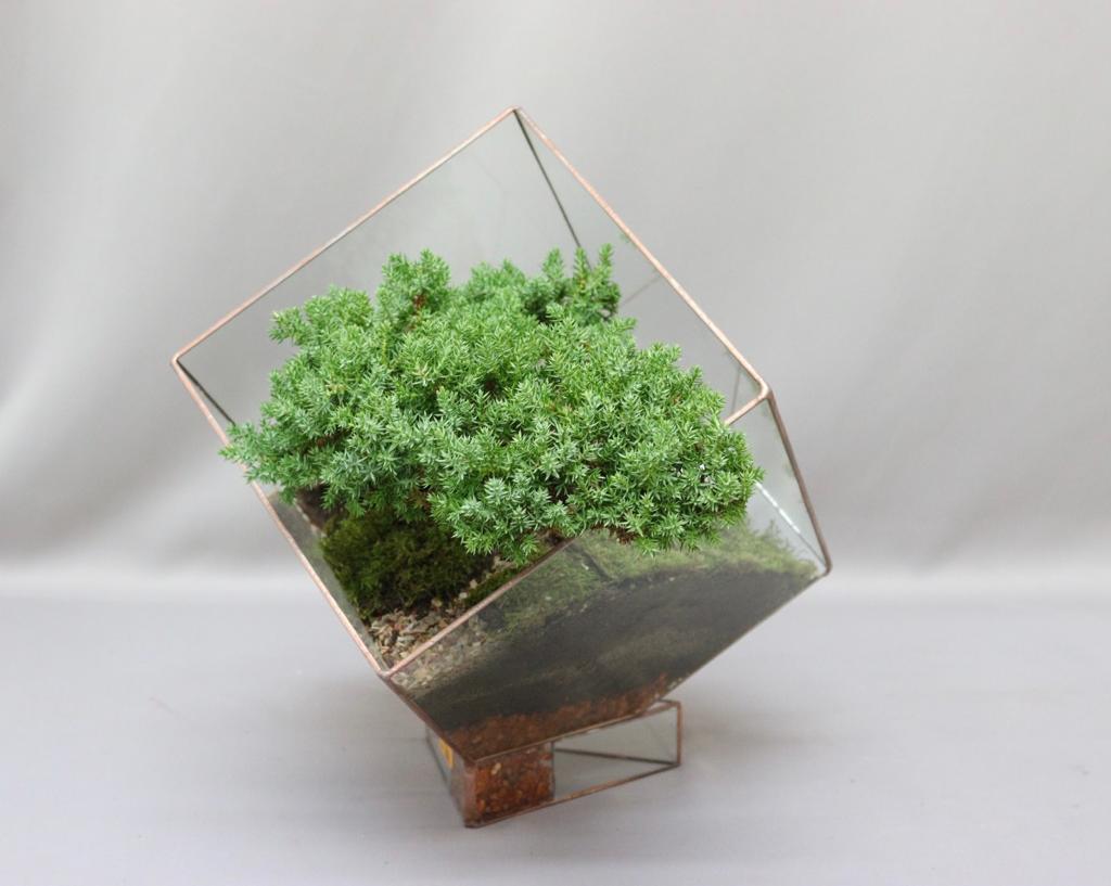 A cubic glass terrarium planter with an a fine leafy shrub inside, against a plain grey background.