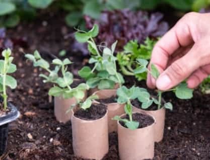 A close-up of a hand tending to young plants in DIY toilet roll seedling holders.