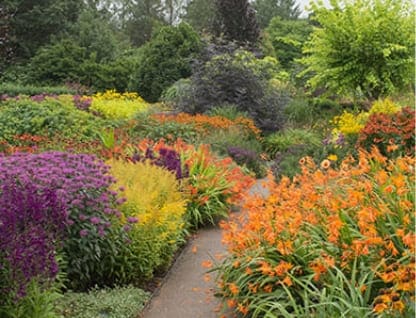 A vibrant garden with blooms of yellow, purple and orange, interspered with green foliage and a grey garden path.