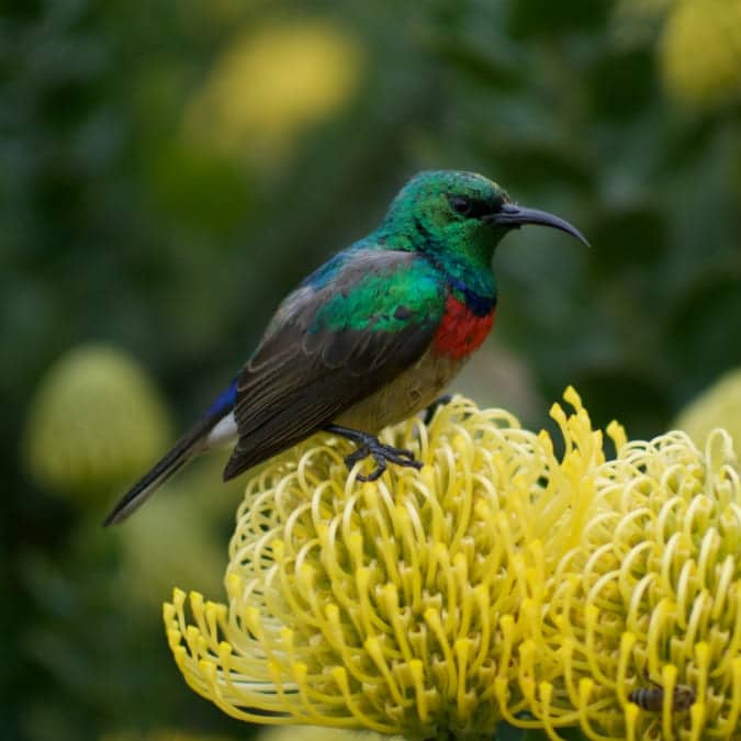 A close up of a sun bird perched atop a yellow pincushion protea against a blurry green background.
