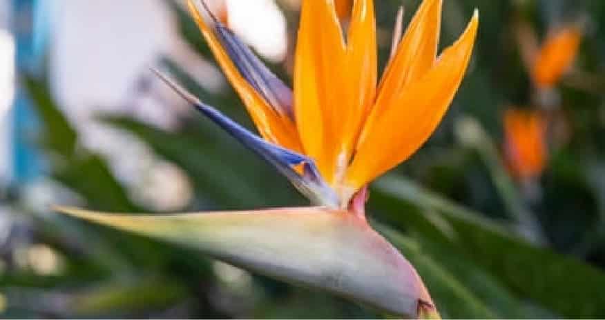 Close-up of a bird of paradice or strelitzia flower against a blurred background of greenery.