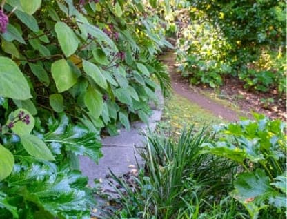 An overgrown garden path surrounded by green foliage.