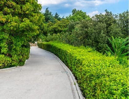 A cement pathway lined with green trees and a hedge with partly cloudy skies in the top right of the frame.