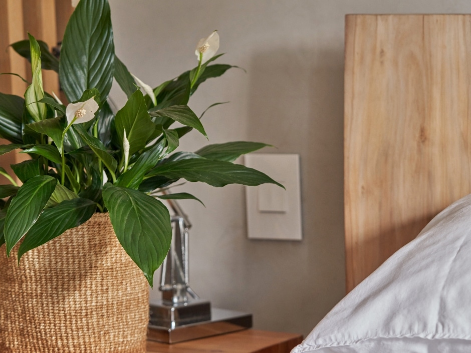 Peace lilly in a woven grass basket, seeminly on a bedside table, with the corner of a pillow case in the bottom right corner of the image.