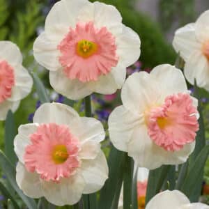 Daffodils Pink Select Bulbs