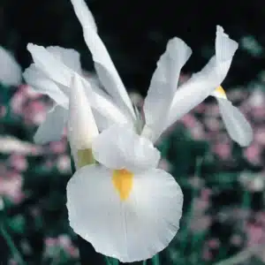 Dutch Iris White Bulbs