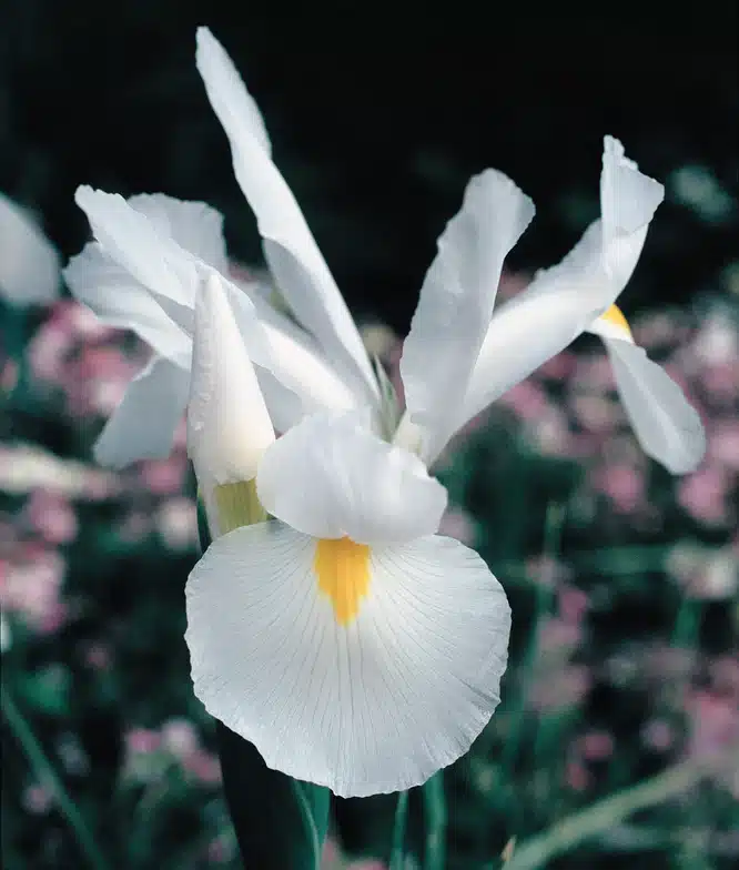 Close-up of a white dutch iris with a hint of yellow at the centre of its delicate petals, against a blurred background of foliage and pink flowers.