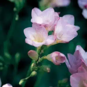 Freesias Lilac Bulbs