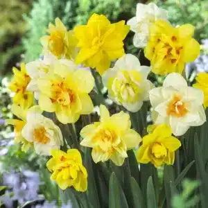 Daffodils and Narcissus Assorted Bulbs