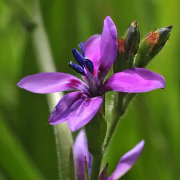 A close-up of a purple babiana flower with hints of blue and red against a blurred green background.