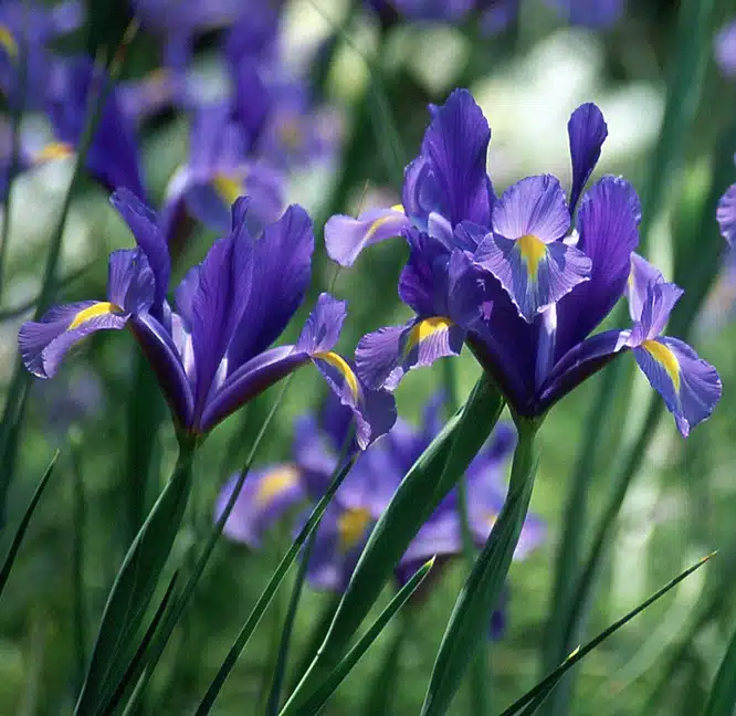 Dark blue dutch iris flowers on green stems against a floral and green background.
