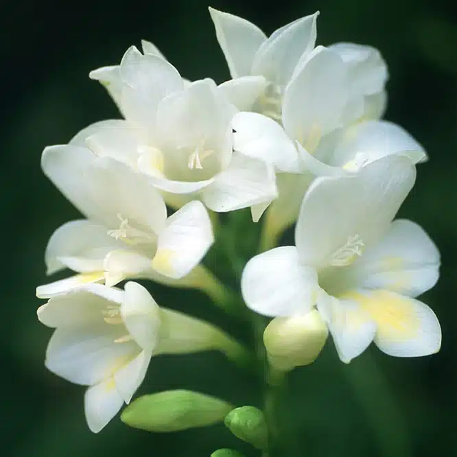 Close-up of white freesia flowers with a blurred green background.