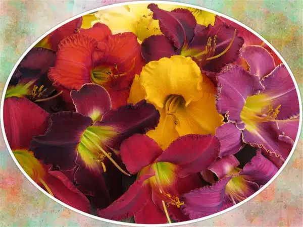 A circular display of deep red and yellow daylilies superimposed on a faded green and peach background.