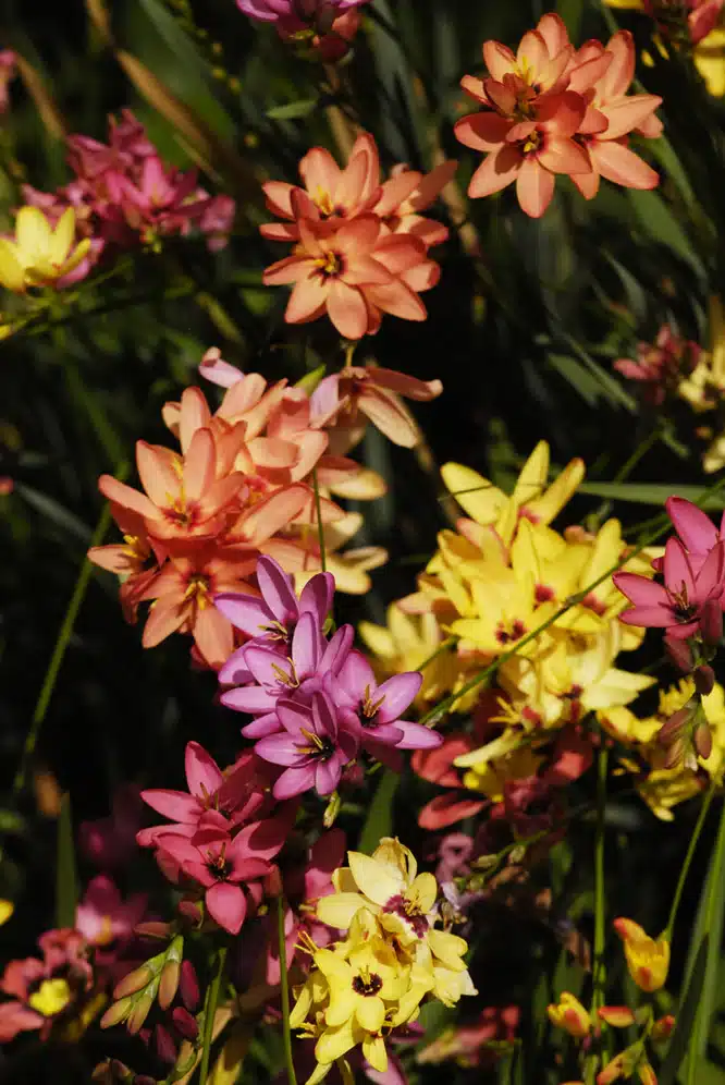 Close-up of a colourful mixture of ixia flowers in shades of pink, orange, and yellow.