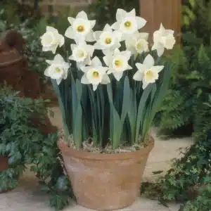Daffodils Mount Hood Bulbs