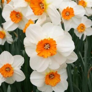 Daffodils Barret Browning Bulbs