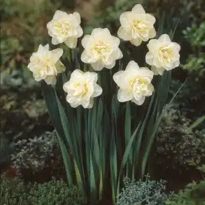 Daffodil Obdam Bulbs
