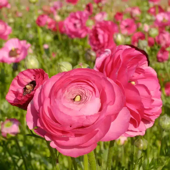 A field of pink ranuculus flowers interspersed with pale green foliage.