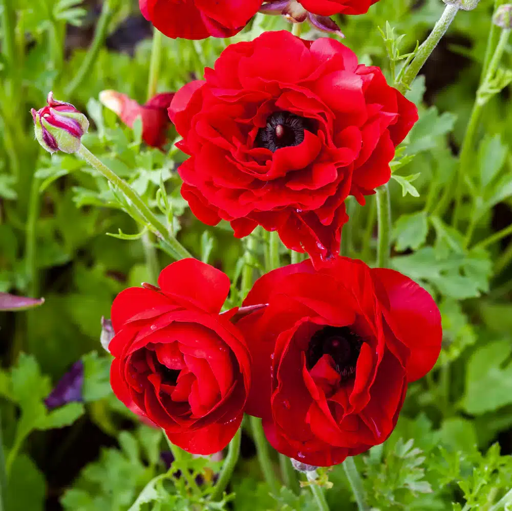Three large red ranuculus flowers with dark centres against a background of bright green foliage.