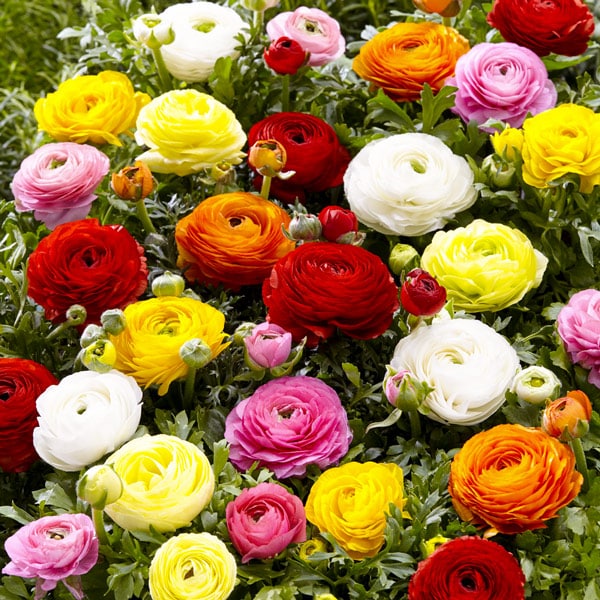An assortment of colourful ranuculus flowers in red, orange, pink, yellow, and white, with green foliage interspersed.