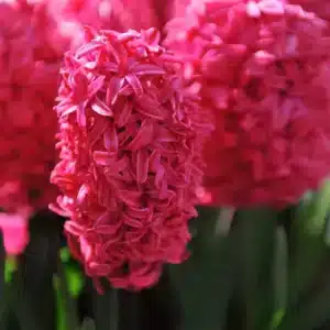Hyacinths Red Bulbs
