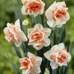 Daffodil Replete Bulbs